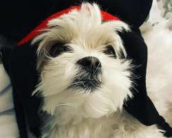 The star is accompanied by a cute furry dog in his home The star is accompanied by a cute furry dog in his home.