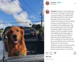 She did a GoFundMe for her dog after he was hit in an accident and couldn't recover and needed surgery in 2018.