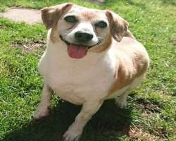 The star also had a dog whom she named Buffy. Buffy died in January 2020 The star also had a dog whom she named Buffy. Buffy died in January 2020.