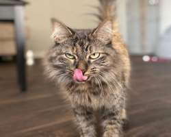 She has a soft corner in her heart for animals and has adopted a brown cat in her home She has a soft corner in her heart for animals and has adopted a brown cat in her home.