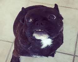 He is an animal lover as he often shares photographs of cats, dogs, and pigs on his Instagram posts.