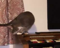 Her cat often appears in her Instagram posts.
