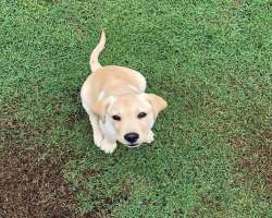 He has a pet dog named Kal. It is a Labrador He has a pet dog named Kal. It is a Labrador.