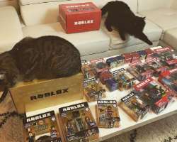 Pankayz is a cat lover and the couple has adopted three cats named Socks, Max and Jinx Pankayz is a cat lover and the couple has adopted three cats named Socks, Max and Jinx.