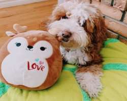 Riri has adopted a dog in her home and named him Levi.