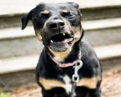 Jaren has also adopted a Rottweiler Mix breed dog whom he calls as Octavia. He named the dog based on a character from a TV show Jaren has also adopted a Rottweiler Mix breed dog whom he calls as Octavia. He named the dog based on a character from a TV show