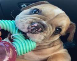 She has also adopted an English bulldog and loves to play with him.