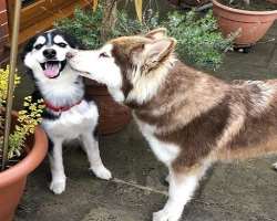 He has adopted a dog and cat whom he named Lily and Bella based on Harry Potter characters.