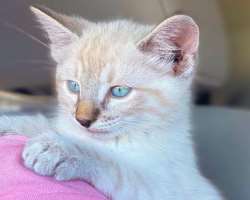 Christina has adopted a kitten in July 2020.