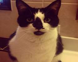 His love for the cat could be seen in the photographs of his cat Oreo which he often shares on his Instagram.