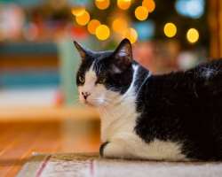 He has unconditional love for animals and owns a cat as a pet and loves to spend his time with him.