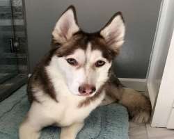 Vixella has also adopted a husky in her home. She named the dog Yuna and celebrated his birthday in March 2019 Vixella has also adopted a husky in her home. She named the dog Yuna and celebrated his birthday in March 2019.
