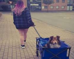 The star is accompanied by a cute dog in her home as well as where she goes The star is accompanied by a cute dog in her home as well as where she goes.